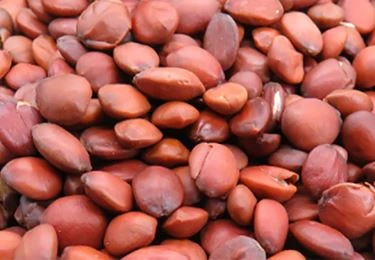 Dry jujube seed Dry jujube seed