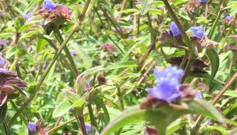 Ecdysterone Tozu Neden Bu Kadar Pupular?