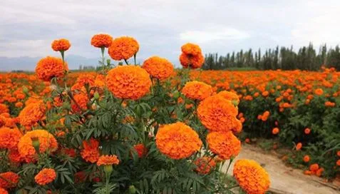 Marigold Özleri Nelerdir?