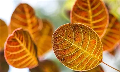 Fisetin Neye İyi Gelir?